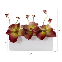 11" Succulent Plant in White Planter