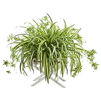 3ft. Spider Plant in Drawer Stand Planter