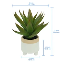 12" Aloe Vera in Ceramic Pot by Ashland®