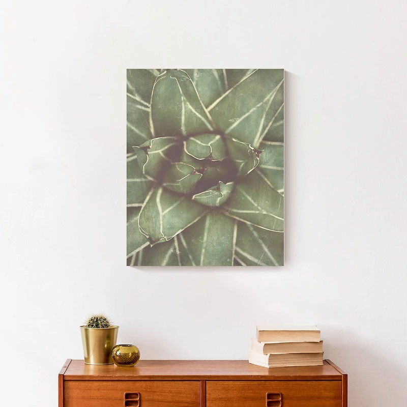 Closeup Succulent 16" x 20" Canvas Wall Art