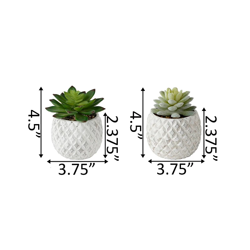 Flora Bunda® 4.5" Succulent in Pineapple Pot, 2ct.