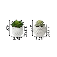Flora Bunda® 4.5" Succulent in Pineapple Pot, 2ct.