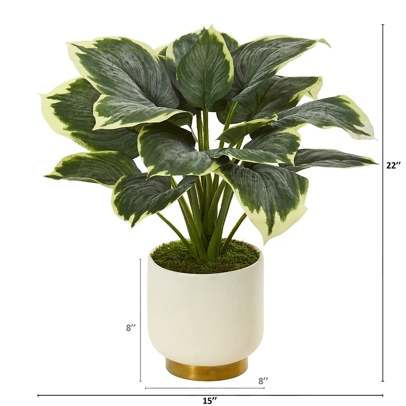 22" Variegated Hosta in Cream Planter with Gold Base