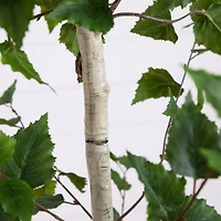 7ft. Birch Tree in Black Planter