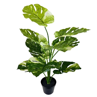 29" Potted Green Variegated Monstera Plant by Ashland®