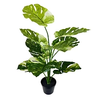 29" Potted Green Variegated Monstera Plant by Ashland®
