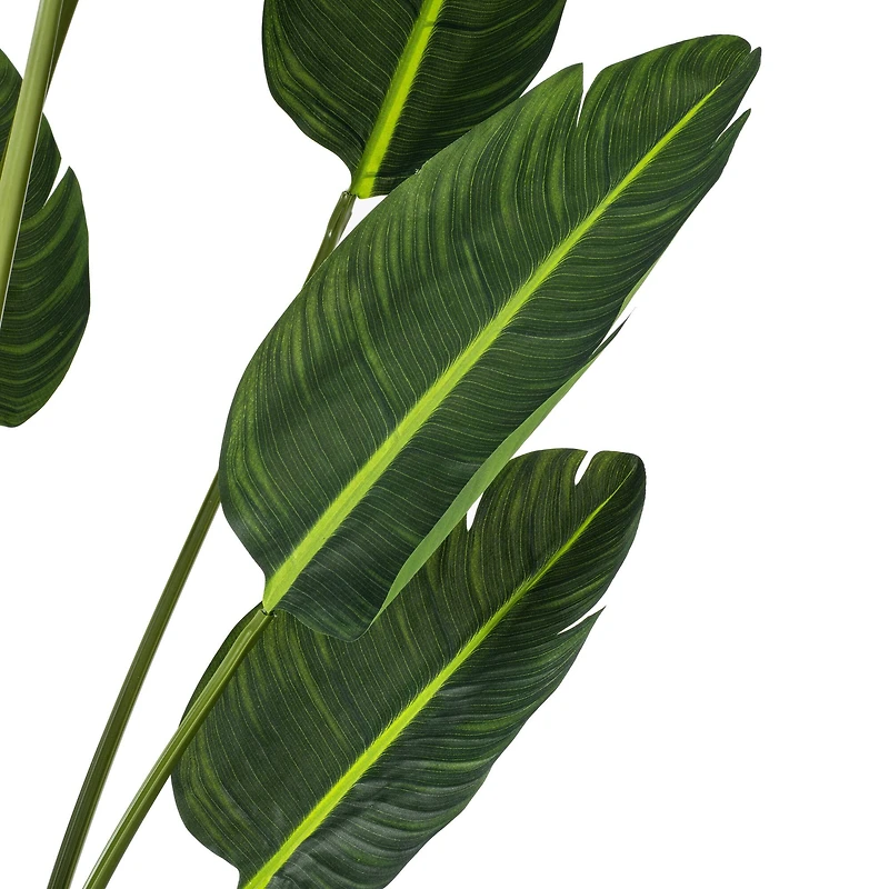 6ft. Potted Travellers Palm Tree