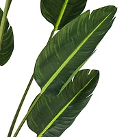 6ft. Potted Travellers Palm Tree