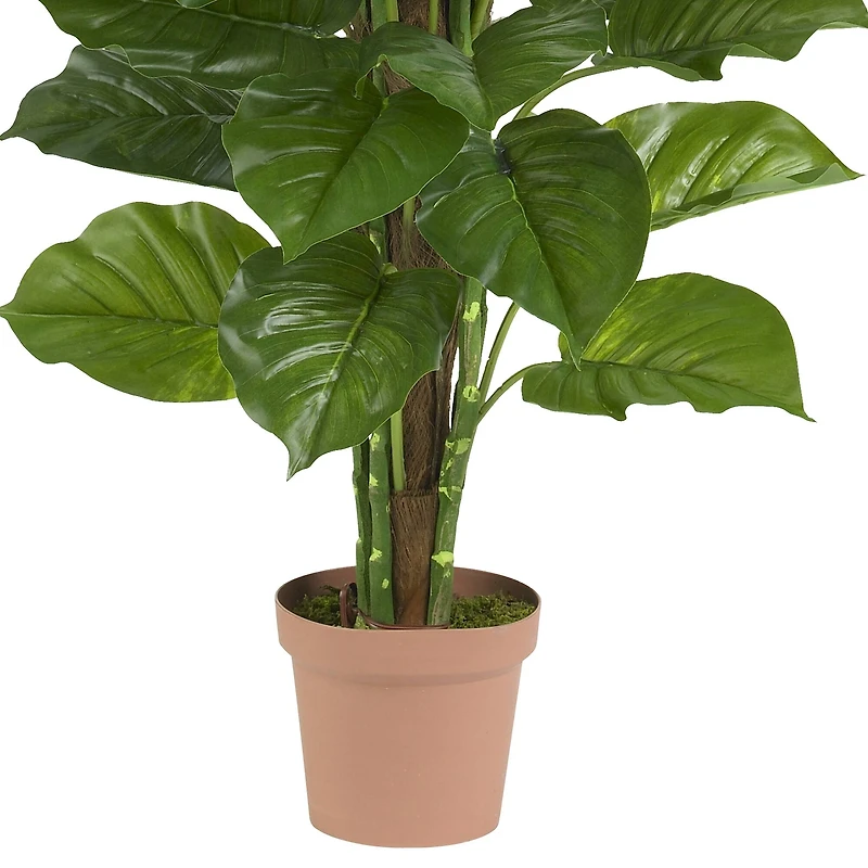 5ft. Potted Philodendron Plant