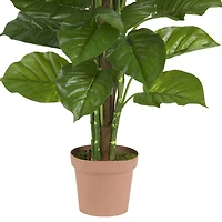 5ft. Potted Philodendron Plant
