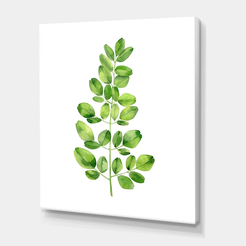 Designart - Moringa Branch Tropical Tree Foliage