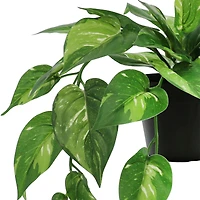 18" Dripping Evergreen Leaves Potted Plant by Ashland®