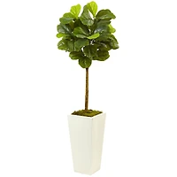 4.5ft. Fiddle Leaf Fig in White Planter