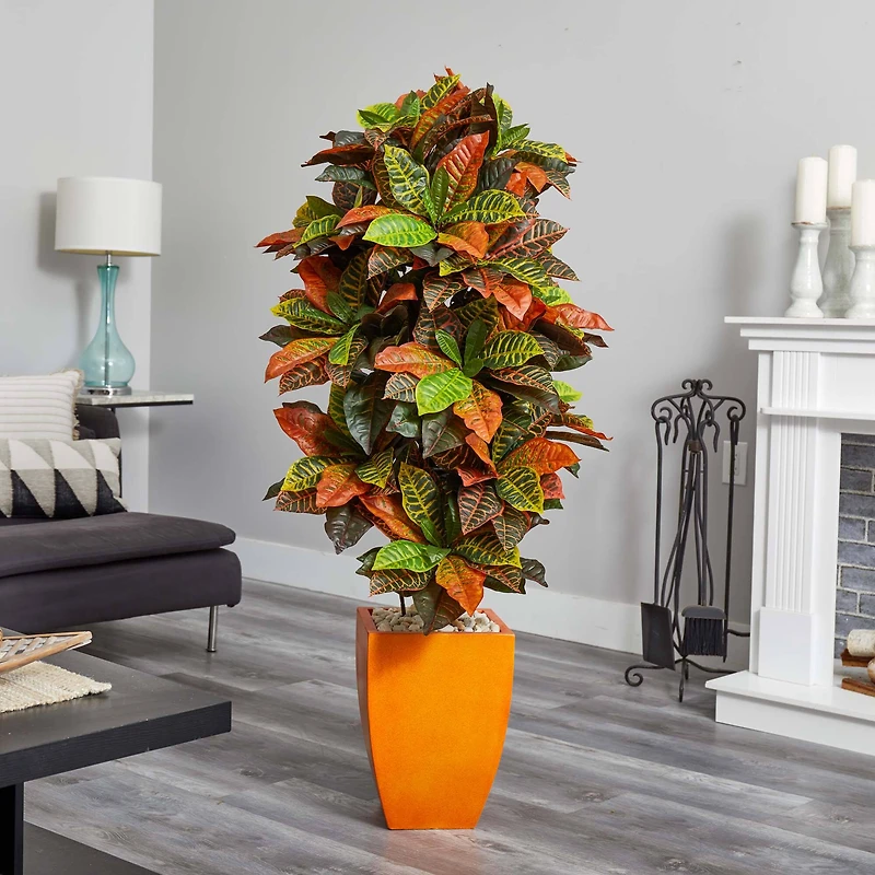 5.5ft. Croton Plant in Orange Planter