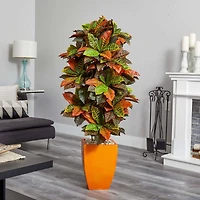 5.5ft. Croton Plant in Orange Planter