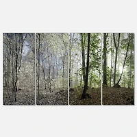 Designart - Morning in Forest Panorama