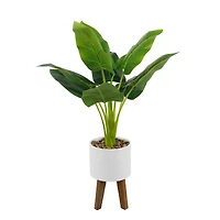 Flora Bunda® 2.5ft. Traveler's Palm in Roman Ceramic Pot on Stand