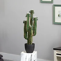 2.5’ Potted Cactus Plant 