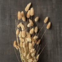 Dried Lagurus Bunch by Ashland®