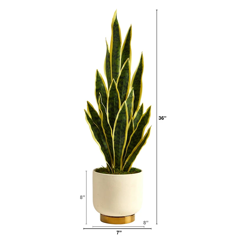3ft. Snake Plant in Cream Planter with Gold Base
