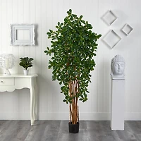 6ft. Potted Black Olive Tree