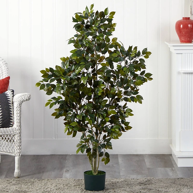 4ft. Potted Ficus Tree