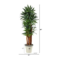 5.5ft. Dracaena Tree in Decorative Planter