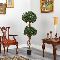 5ft. Bay Laurel Double Ball Topiary Tree