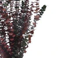 Dried Eucalyptus Bundle by Ashland®