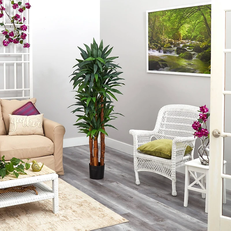 5.5ft. Potted Dragon Tree with Natural Cane Trunk