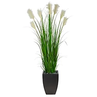 5ft. Wheat Plume Grass Plant in Black Planter