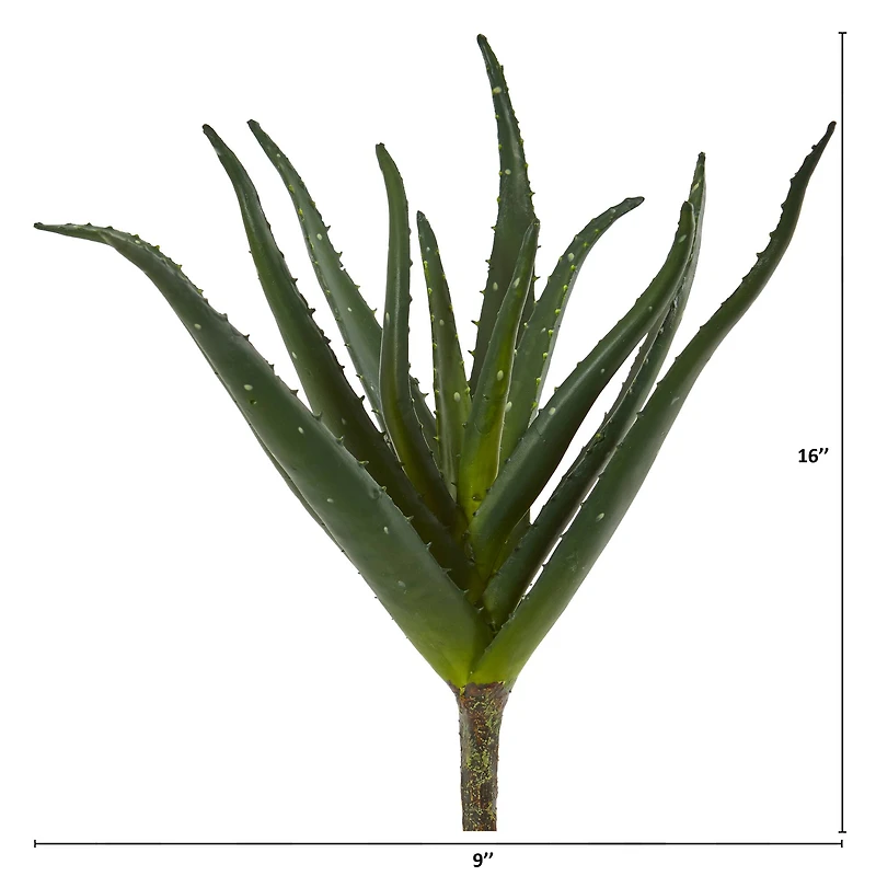 Aloe Plant, 3ct.