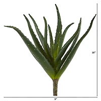 Aloe Plant, 3ct.