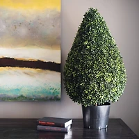 3ft. Potted Boxwood Teardrop Shaped Bush