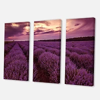 Designart - Sunrise & Dramatic Clouds Over Lavender Field III