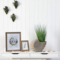 21" Onion Grass Plant in Shell-Shaped Planter