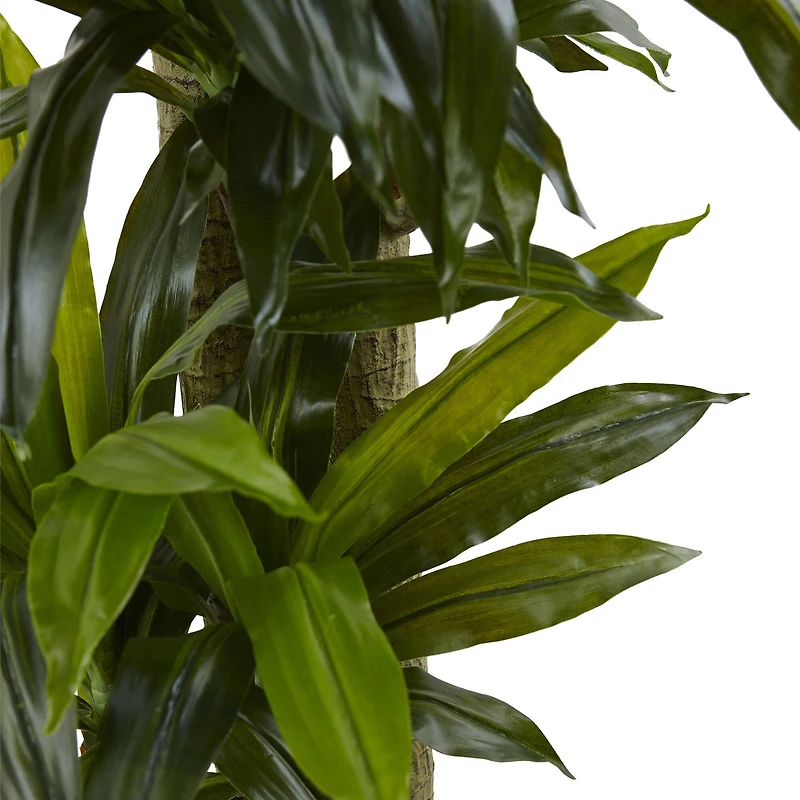 5.5ft. Corn Stalk Dracaena in Black Wash Planter