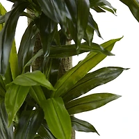 5.5ft. Corn Stalk Dracaena in Black Wash Planter