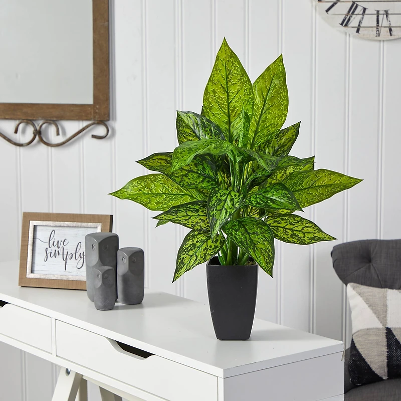 21" Dumb Cane Plant in Decorative Black Planter