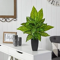 21" Dumb Cane Plant in Decorative Black Planter