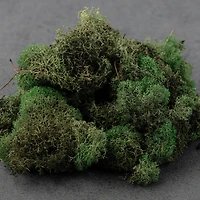 12 Pack: Basil Green Reindeer Moss by Ashland®