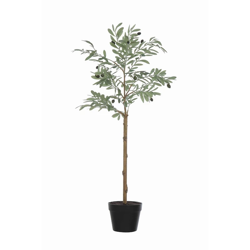 Hello Honey® 3.5ft. Potted Olive Tree