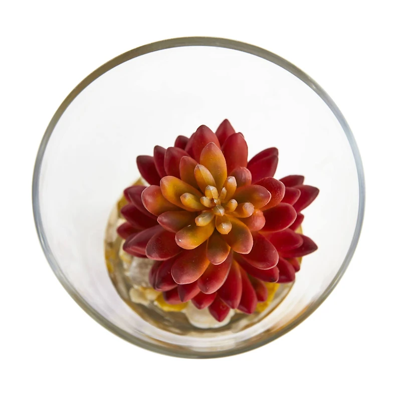 7" Succulent Plants in Slanted Glass Vase Set