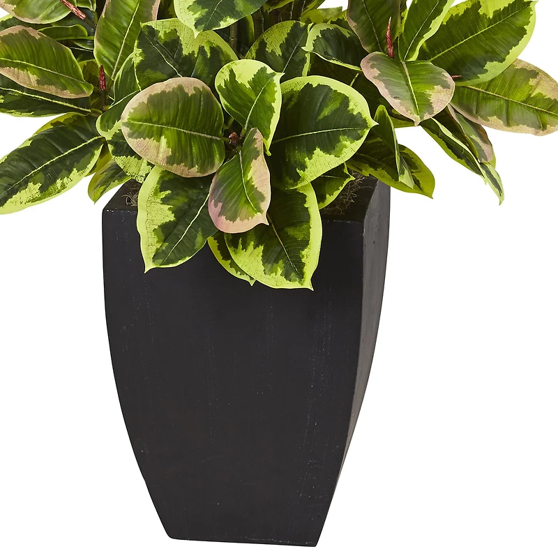 4ft. Rubber Plant in Black Wash Planter
