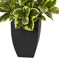 4ft. Rubber Plant in Black Wash Planter