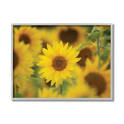 Stupell Industries Yellow Sunflower Nursery Field Directed Focus in Gray Frame Wall Art