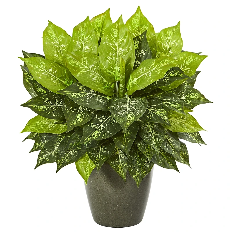 20" Dumb Cane in Green Planter