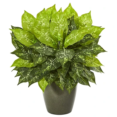 20" Dumb Cane in Green Planter