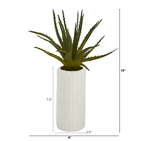 15" Aloe Plant in Decorative White Planter