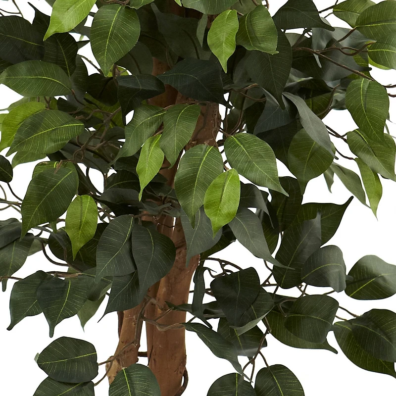 3.5ft. Ficus Tree in Decorative Planter